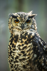 Portrait of curious cat like bird - Cape eagle-owl (Latin: Bubo capensis) looking aside. Estonia, North Europe.