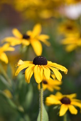 Blühende Rudbeckien (Rudbeckia)