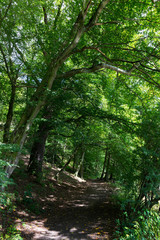 Romantic solitude Path with old big Trees about River Sazava in Central Czech