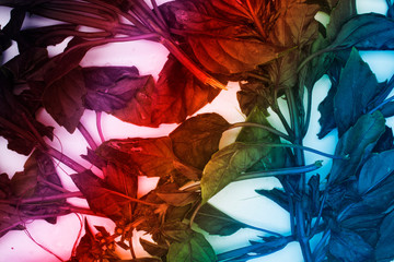 abstract gradient background with leaves