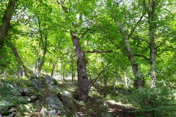 Fototapeta premium Romantic Nature with old big Trees about River Sazava in Central Czech