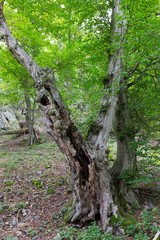 Romantic Nature with old big Trees about River Sazava in Central Czech