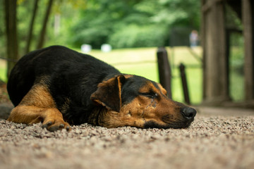 sleeping old homeless dog, portrait