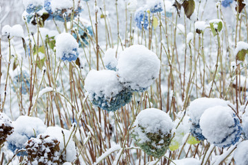 Schneebedeckte Hortensienblüten