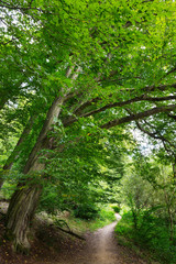 Romantic solitude Path with old big Trees about River Sazava in Central Czech