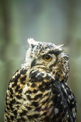 Portrait of curious cat like bird - Cape eagle-owl (Latin: Bubo capensis) looking aside. Estonia, North Europe.