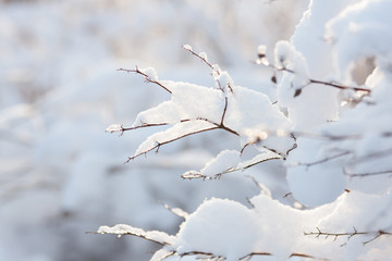 verschneite Zweige im Gegenlicht