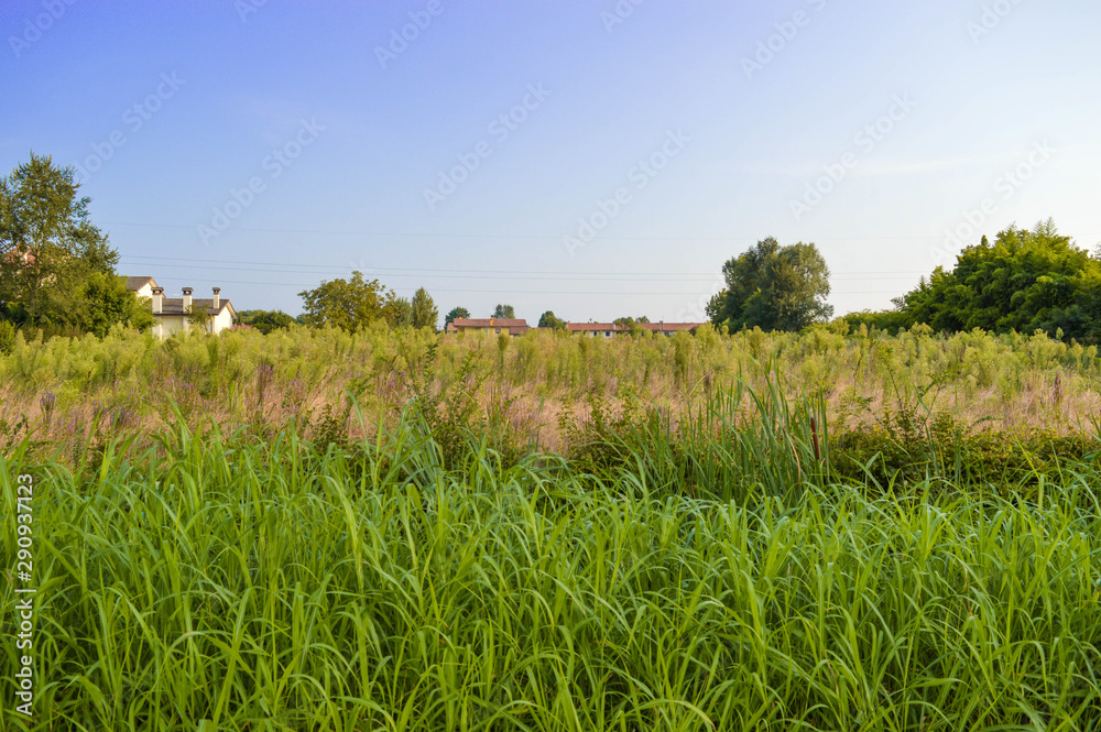 Wall mural green field and blue sky