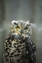 Portrait of curious cat like bird - Cape eagle-owl (Latin: Bubo capensis) looking aside. Estonia, North Europe.