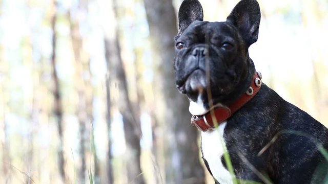 dog french bulldog in the forest