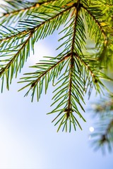 Fototapeta na wymiar Green spruce branch against the blue sky. Summer.
