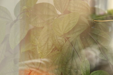 Green leaves through glass with light reflections