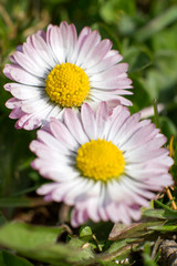 Obraz premium daisies in the garden