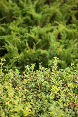 green wall of bushes and thuja