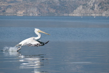 pelican standing up