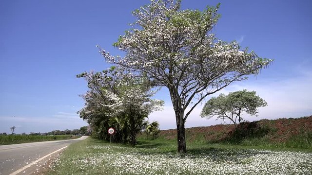 WHITE IPE LOSING FLOWER IN AUTUMN