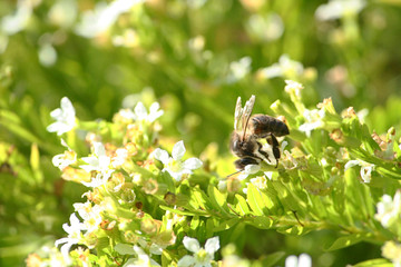 Bee working on a white flower 11