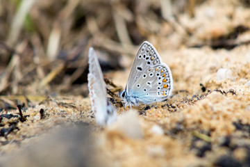 butterfly