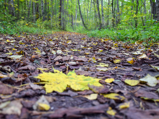 colorful landscape with bright trees, autumn colors