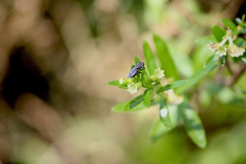 Fly relaxing on a Flower