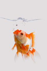 Lone Goldfish in an Aquarium With Bubbles Rising From His Mouth