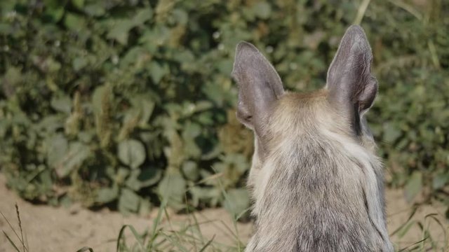 Portrait of a spotted hyena in the shade of trees.