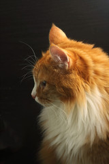 portrait of maine coon on black background