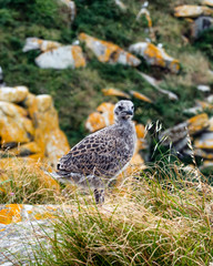 Baby bird of a seagull on rocks. Cies Islands archipelago off the coast of Pontevedra in Galicia (Spain), in the mouth of the Ria de Vigo.