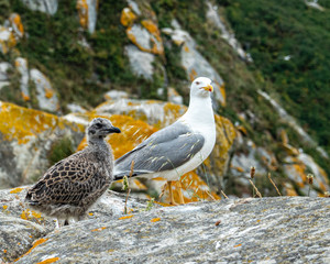 Baby seagull and adult on the rocks of the central island. Cíes Islands archipelago off the coast of Pontevedra in Galicia (Spain), in the mouth of the Ria de Vigo.