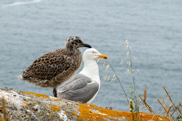 Baby seagull and adult on the rocks of the central island. Cíes Islands archipelago off the coast of Pontevedra in Galicia (Spain), in the mouth of the Ria de Vigo.