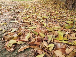Dry tree leaves on the floor in a beautiful autumn forest.