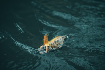 Trout on a hook. Fly fishing.
