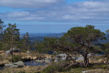 Fototapeta na wymiar Mountain view with rocks and pine tree