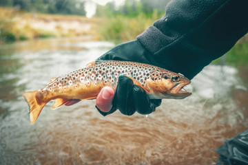 The principle of catch and release. Fishing for trout