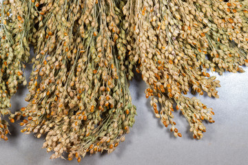 A bunch of twigs of millet close-up. Background