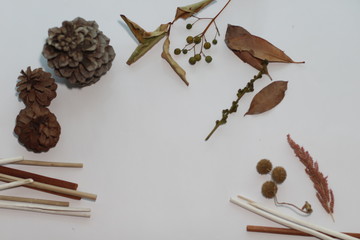 spices and herbs on wooden background