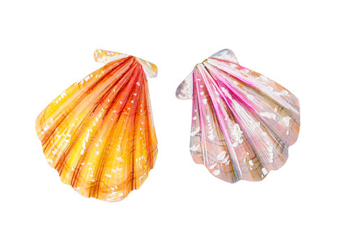 Set of two isolated sea scallops.