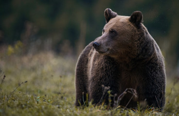 Brown bear in the forest with bookeh in the background