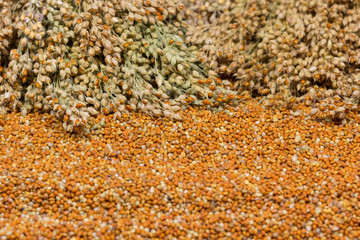 Grains and sprigs of red millet. Top view