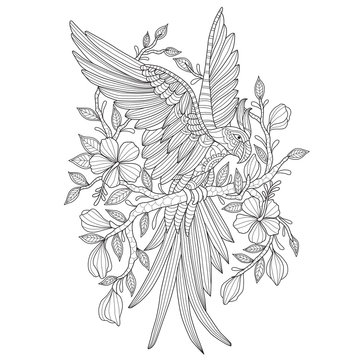 Hand drawn sketch illustration of parrot and flowers for adult coloring book.