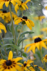 Blühende Rudbeckien (Rudbeckia)