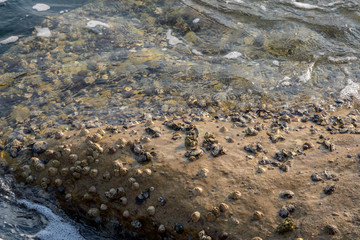 ocean shells