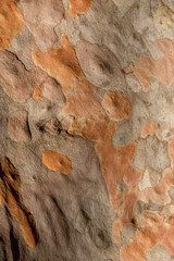 bark texture