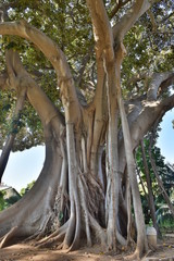 Giardini del palazzo reale di Palermo, Sicilia