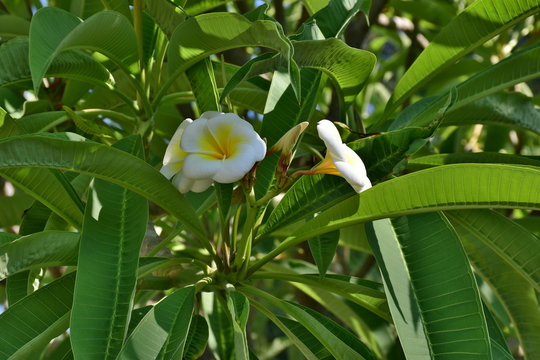 Pomelia. Giardini Reali- Palazzo dei Normanni-Palermo-Sicilia