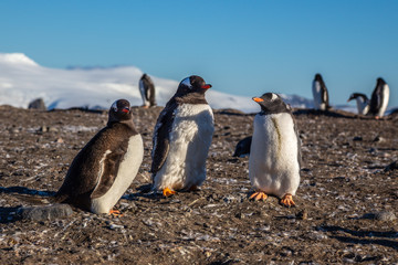 Gentoo penguin family enjoing the sun light at the Barrientos Island, Antarctic