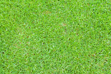Fototapeta premium grass background, flowering grasses