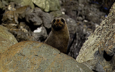 Seal, New Zealand, Wairapara