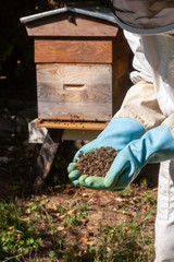 Apiculture - mortalité des abeille - Apiculteur équipé de gants bleu tenant des abeilles mortes...