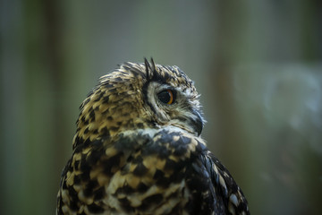 Portrait of curious cat like bird - Cape eagle-owl (Latin: Bubo capensis) looking aside. Estonia, North Europe.
